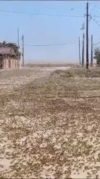 ? Kazakhstan is having a *tiny* bit of a bug problem today
