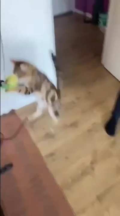My boyfriend's cat loves to play ?
