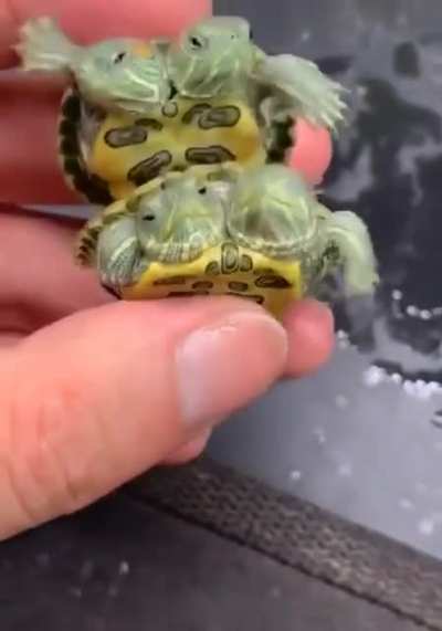 ? Trio of two-headed turtles ?