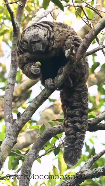 ? A Rio Tapajós saki monkey (also known as Gray's bald-faced saki). 80% of their diet consists of the seeds of unripe fruits - South Amazon, Brazil
