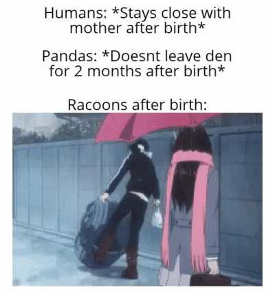 Trash Panda
