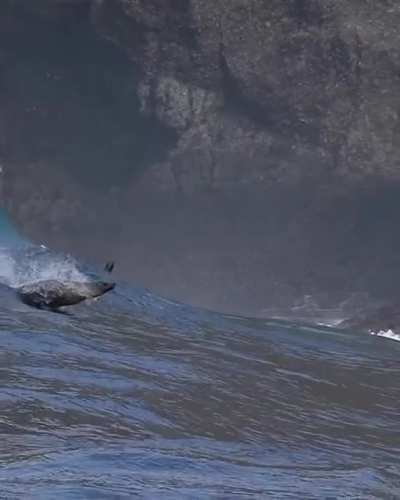 Seal team fun
