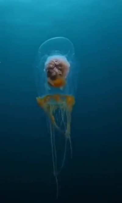 ? This Umbrella Jellyfish looks like a Brain floating in a jar