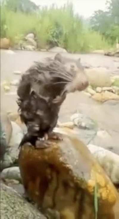 Rat Bath