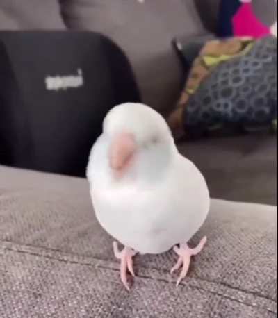 w i g g l e a b i t