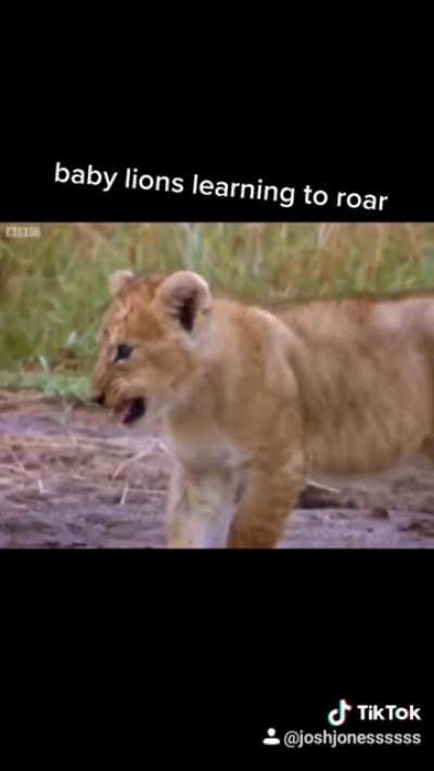 Lion parents.