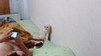 Cat Stands for Russian National Anthem