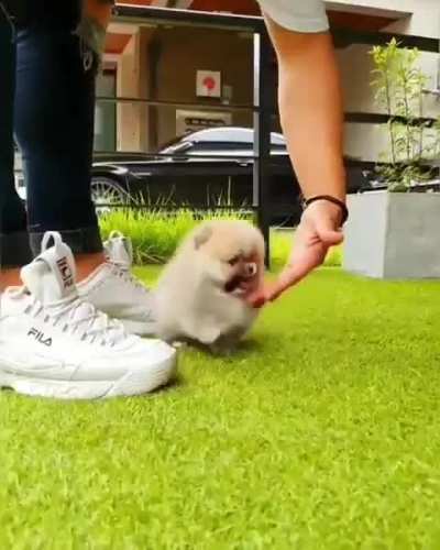 Tiny floof