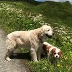 Good boys from Switzerland scan the 'backyard'