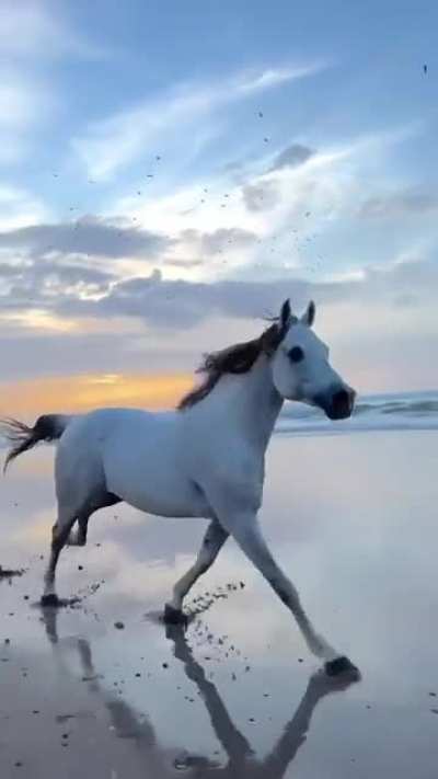?A surreal 7AM run with Bianca the horse on the beach