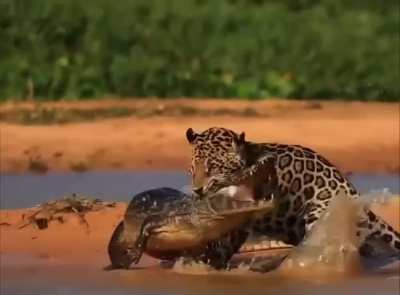 Yet another successful river ambush by the infamous "Ousado" caught on camera in Brazil