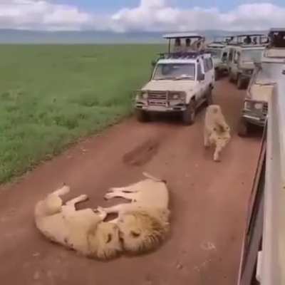 Traffic ?