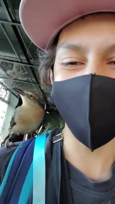 What could go wrong when you have a bird on your shoulder.