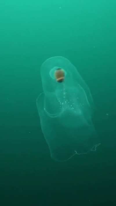 ? Sea Butterfly
