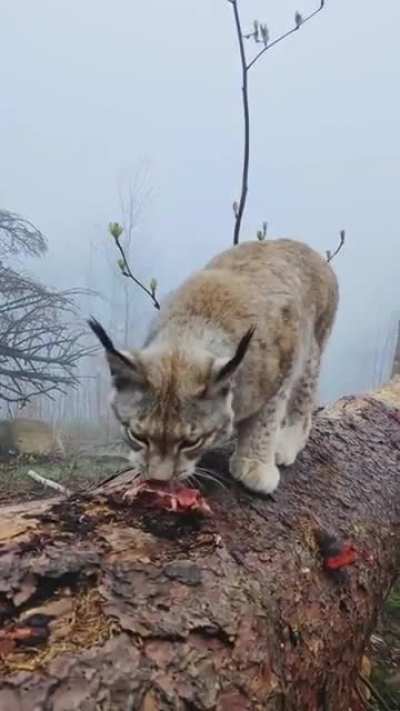 ? Lynx - The "shadow of the forest"