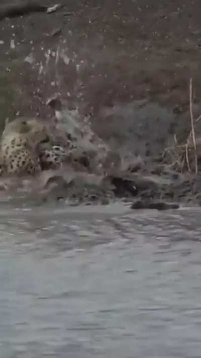 ? A crocodile grabs a cheetah ?