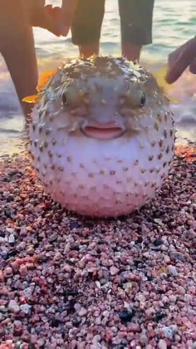 ? A puffer fish