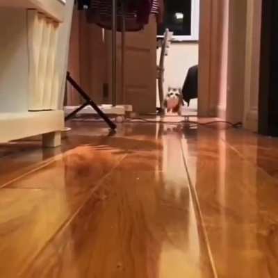 Hippity hoppity on my way