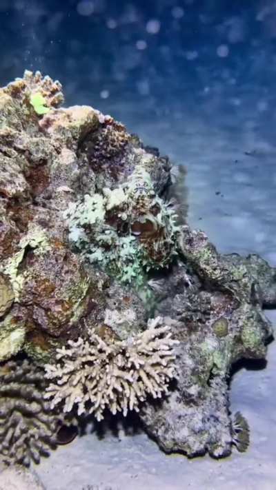 ? The octopus' camouflage