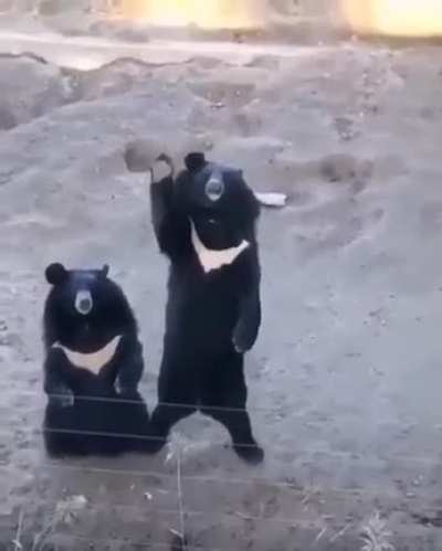 Bears saying hello