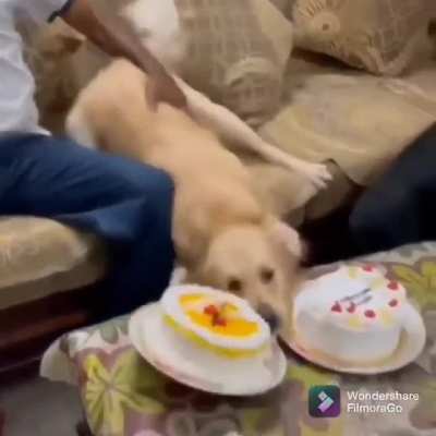 I love you hooman