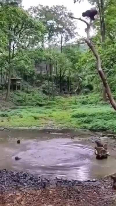 ? Monkeys having fun and jumping off a small tree into a natural pool of water
