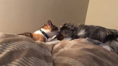 It’s bedtime time to clean each other’s faces and ears