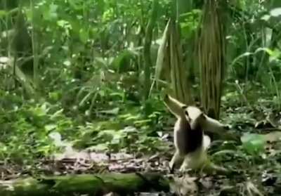 ? Defensive reaction of an anteater to a hawk attack.