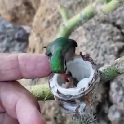 ? it never occurred to me how tiny humming bird babies would be ?