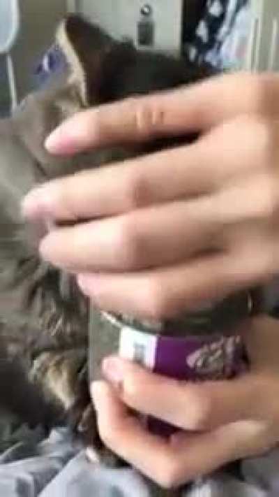 Kitty Crackhead