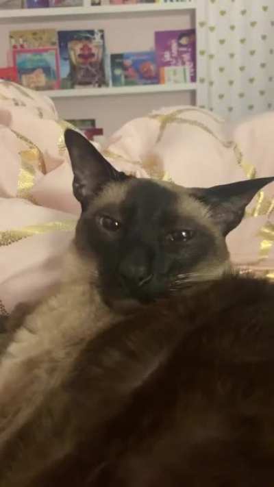 Tiberius has arthritis in his knees and hips. He is on his meds for the first time. It says can cause drowsiness, and I have a feeling is does. He looks so high and pain-free. But he walks like he’s dizzy. He fell in his litter. Dude, I’ve been there too.