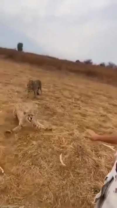 Man stops cheetah with bare hands