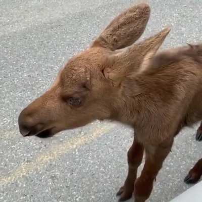 ? A curious little moose calf checking out some people in Alaska ?