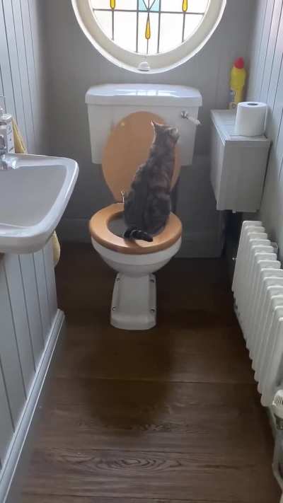 Ever Seen Such A Well-Mannered Cat ?