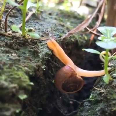? This snail traveling across the terrain