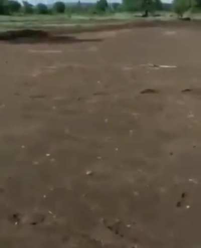 King danger noodle is sick of children