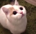 A selection of delightful kitty chitters for your perusal