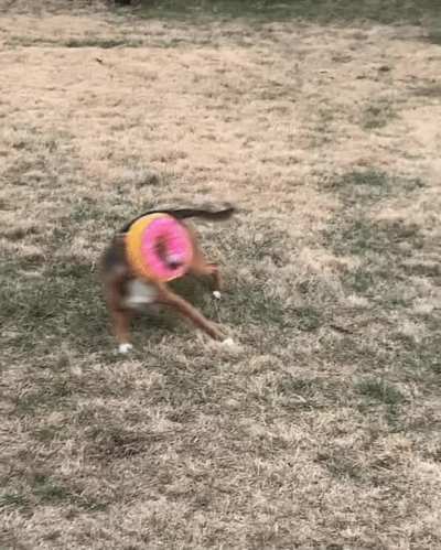 The way my dog carries her donut toy... (ft. rare side Zoomies)