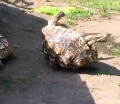 Turtle helping his big bro get back on his feet