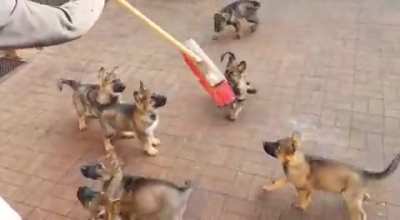 The Broom Must Be Destroyed