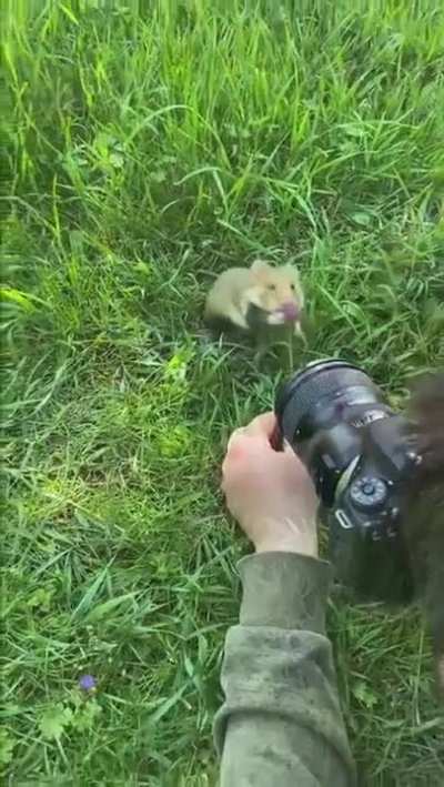 Have you ever seen a wild hamster?