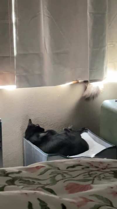 Trying to nap..