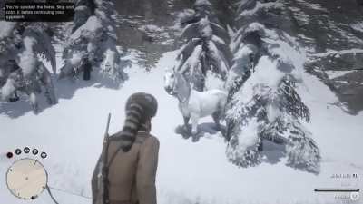 Tracking a beautiful white Arabian horse...