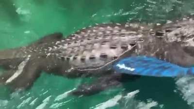 "I would suggest backing up..." Gator encounter on paddleboard