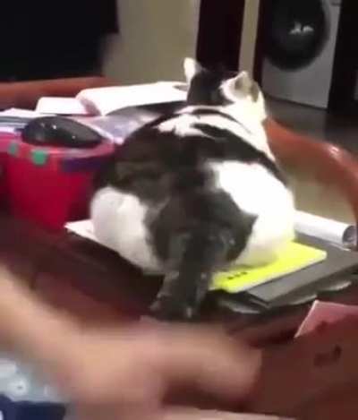 Chubby ?