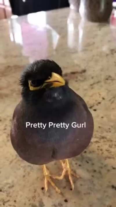 Indian Myna bird thinks its a chicken
