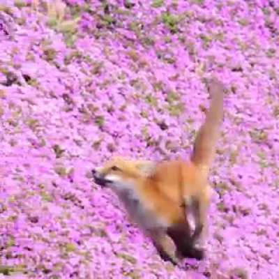 ? Happy Red Fox.. ? ? IG: tammy_ascher