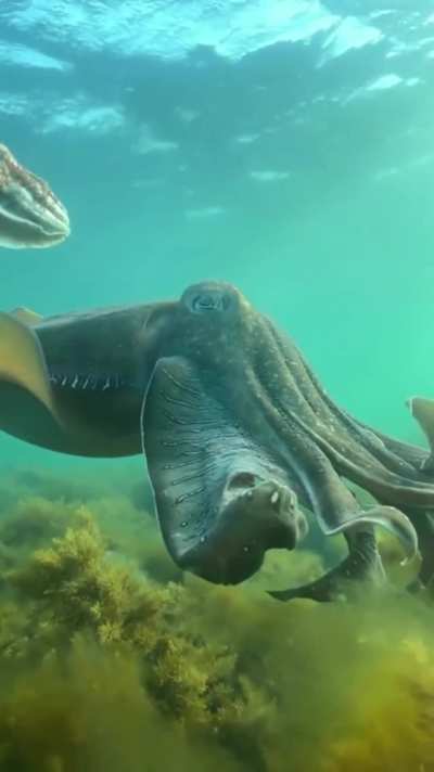 ? The majestic giant cuttlefish ?