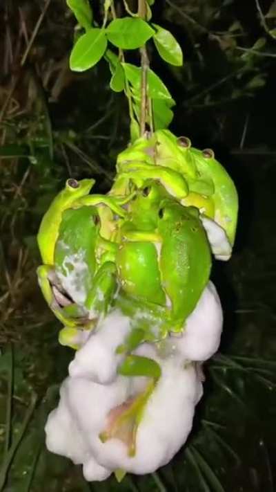 Frog Bang at 2 a.m