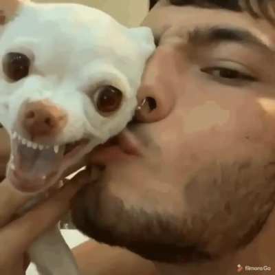 Chihuahua attack